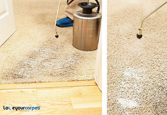 Step 2 Pre Treatment Carpet Cleaning Ottawa