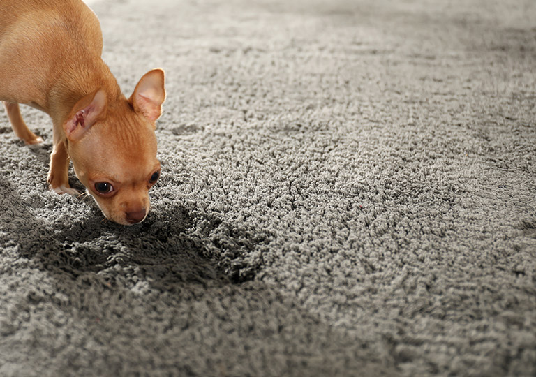 Pet Stain Removal Carpet Cleaning Ottawa