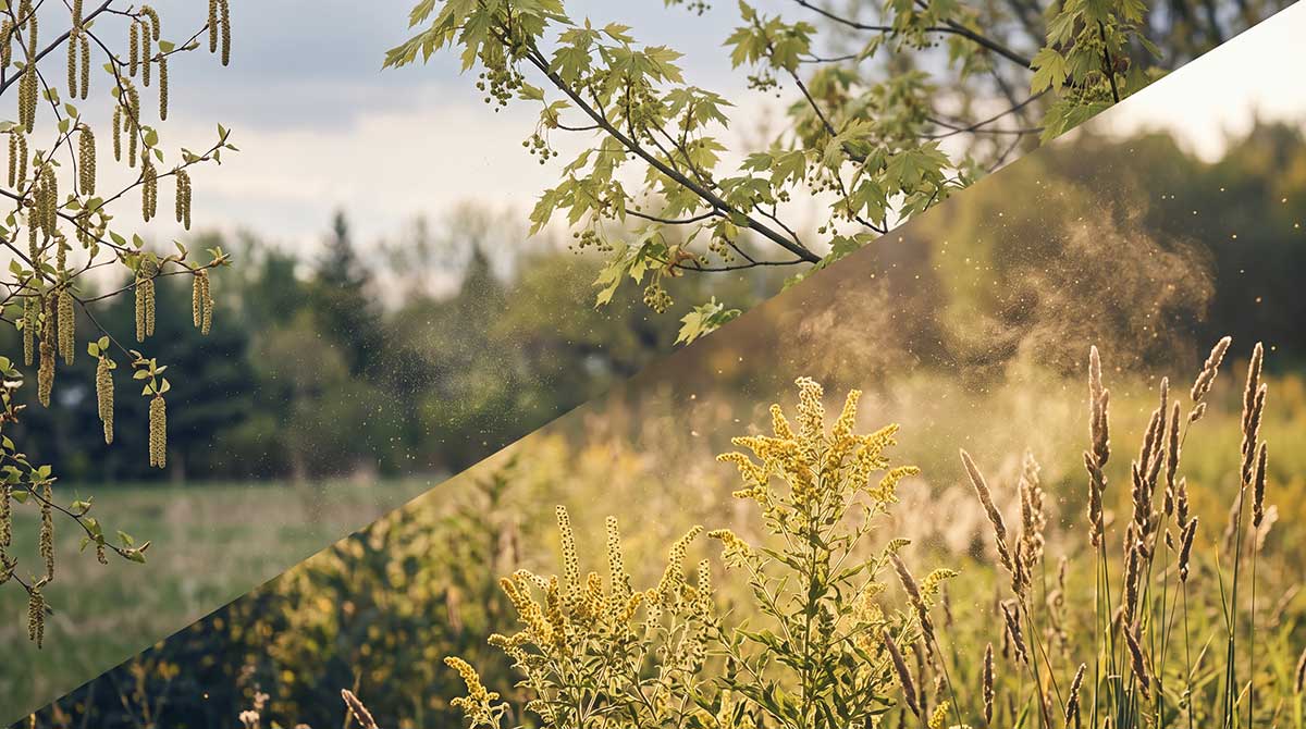 Seasonal Allergies In Ottawa